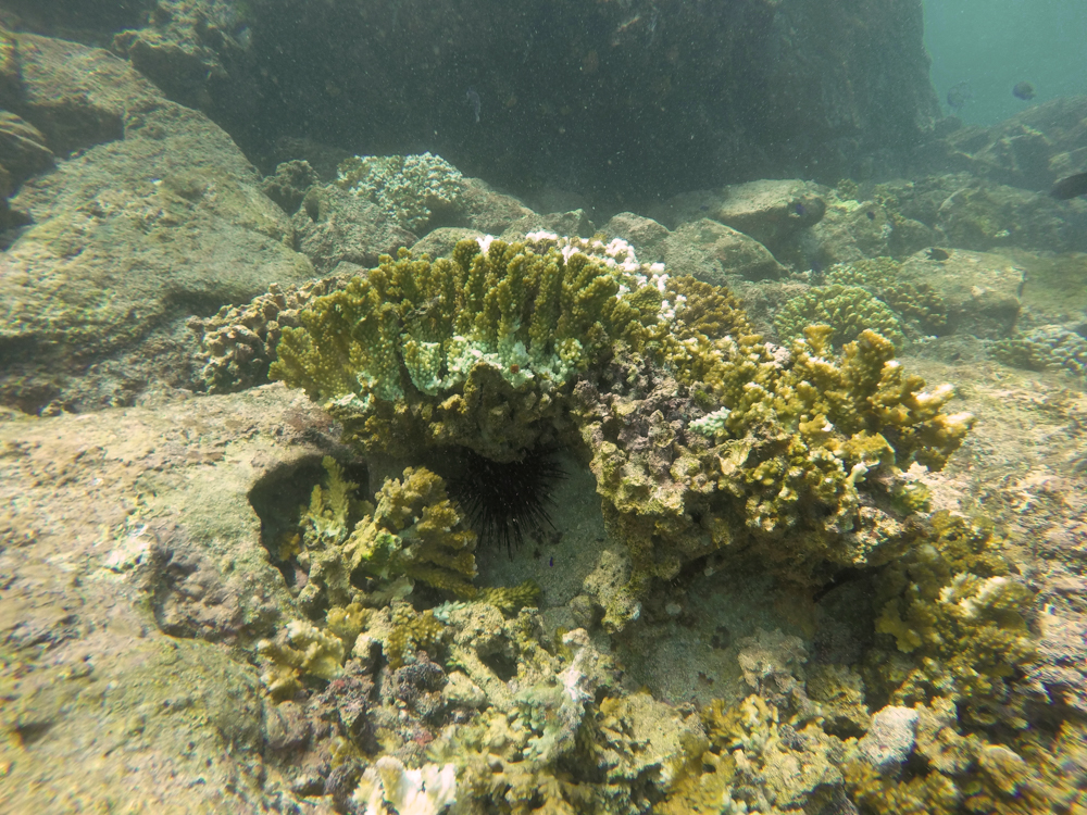 Rompimiento de coral a causa del anclaje.