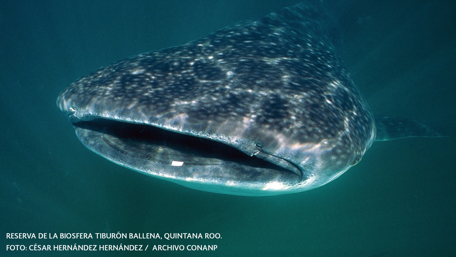 México es un país privilegiado al contar con la presencia del tiburón ballena (Rhincodon typus).