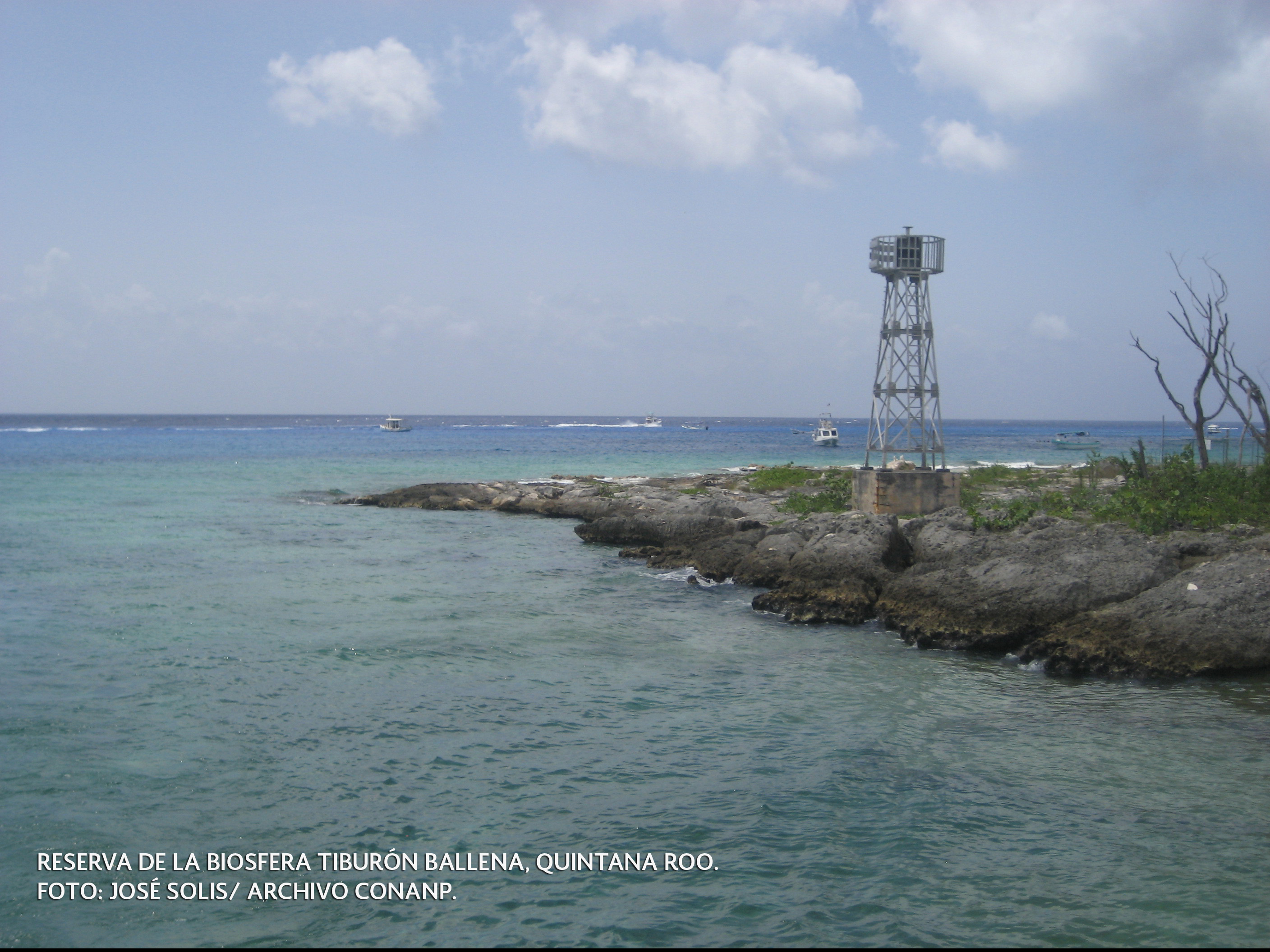 La CONANP supervisa las actividades de avistamiento de esta especie en la isla de Holbox y en la Reserva de la Biosfera Tiburón Ballena.