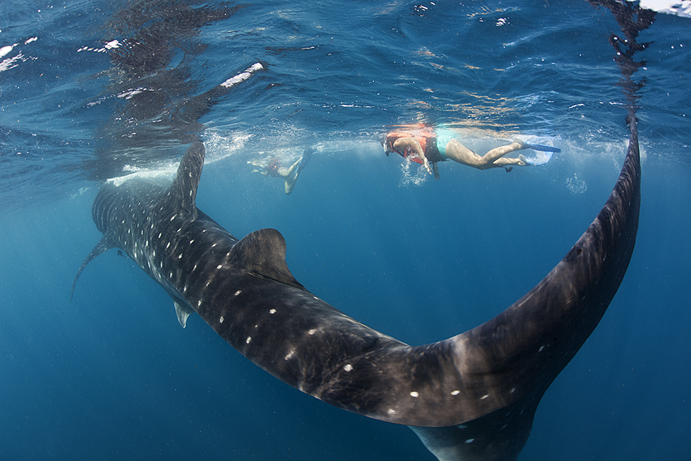 La CONANP capacita a prestadores de servicios turísticos para cuidar y proteger el hábitat del tiburón ballena.