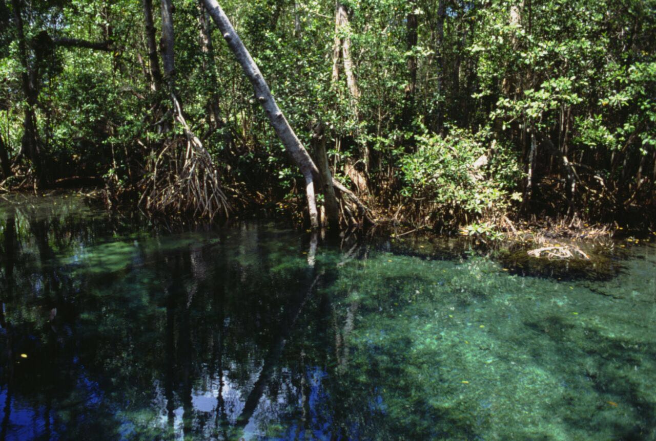 El Comisionado Nacional precisó que esta Área Natural Protegida tiene ecosistemas de selva baja caducifolia y selva secundaria, característica de la Península de Yucatán, y es sitio de resguardo de especies endémicas y aves migratorias