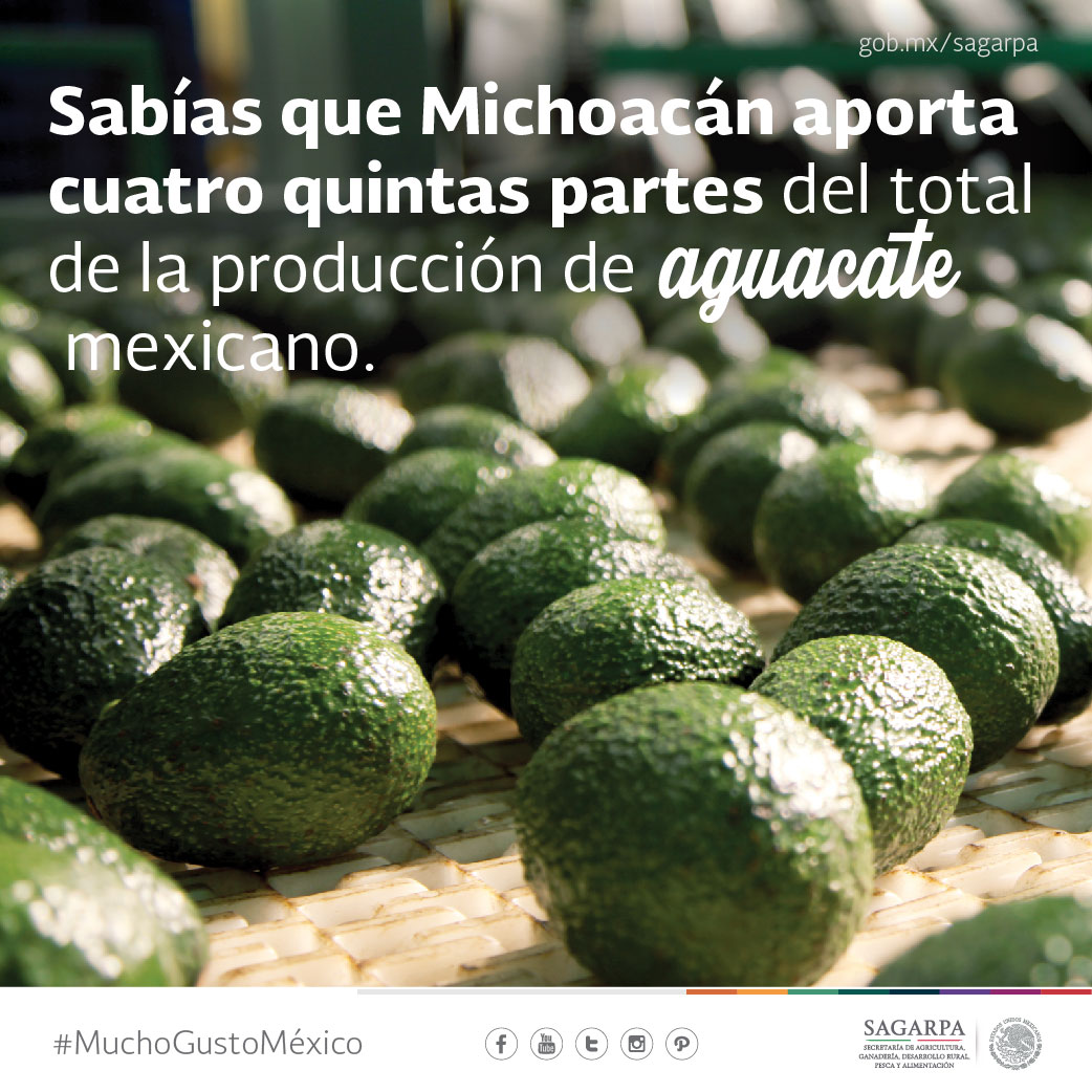 México, principal productor de aguacate a nivel mundial