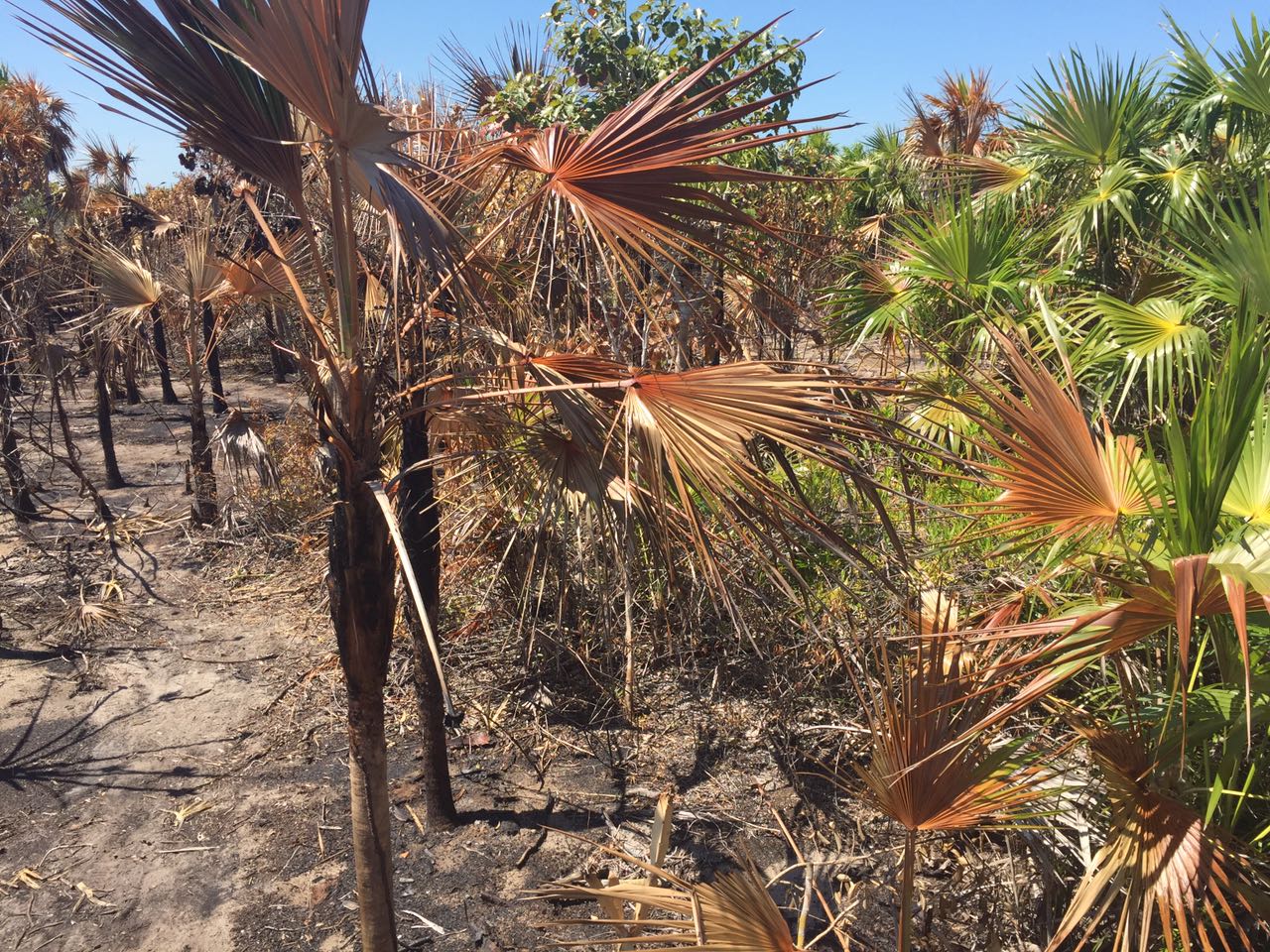 La CONANP iniciará un programa de restauración en la isla Grande de Holbox, tras el incendio que dañó 74 hectáreas principalmente la palma chit 