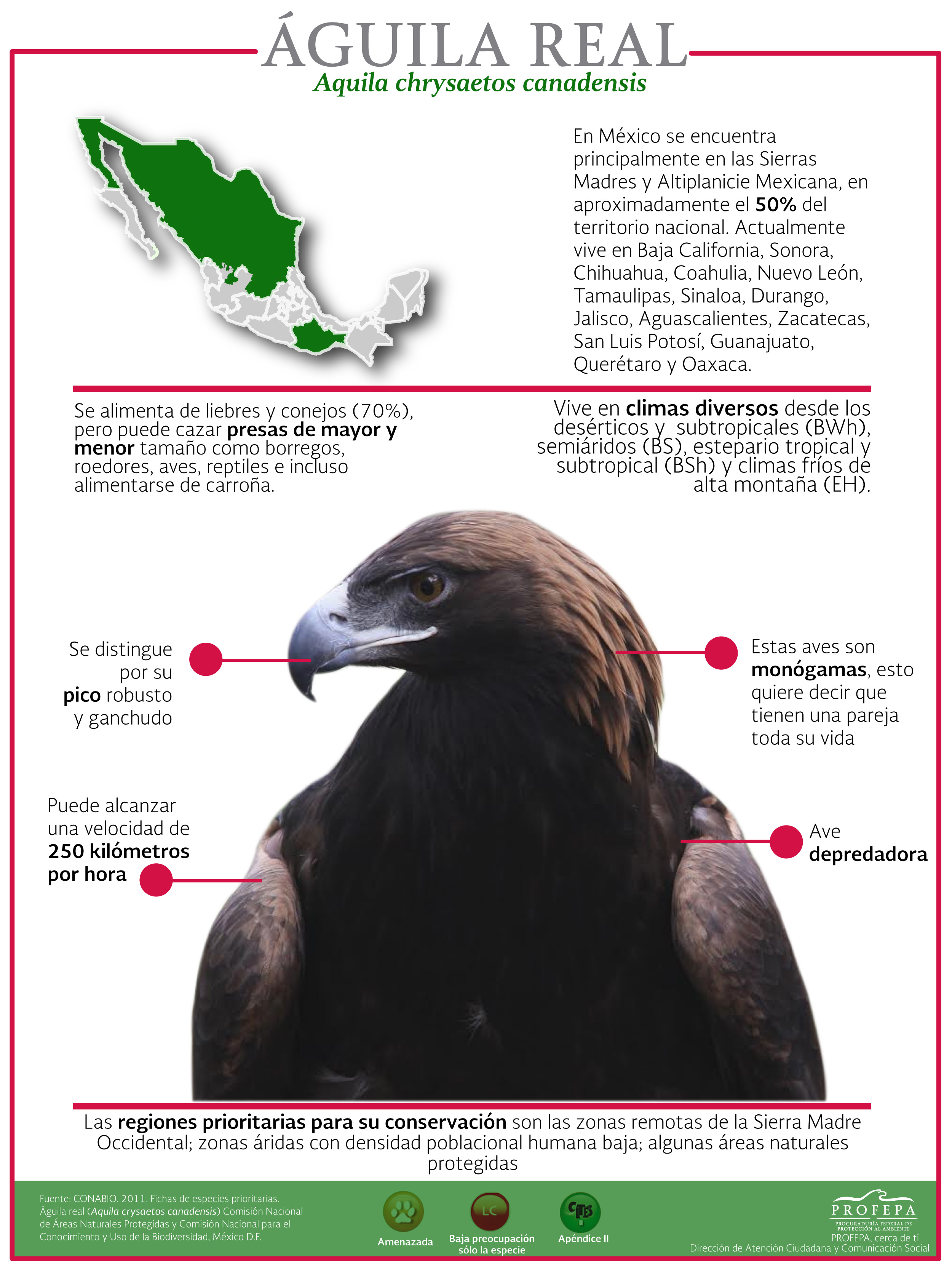 Parejas de Águila Real en México | Procuraduria Federal de Proteccion al  Ambiente | Gobierno 