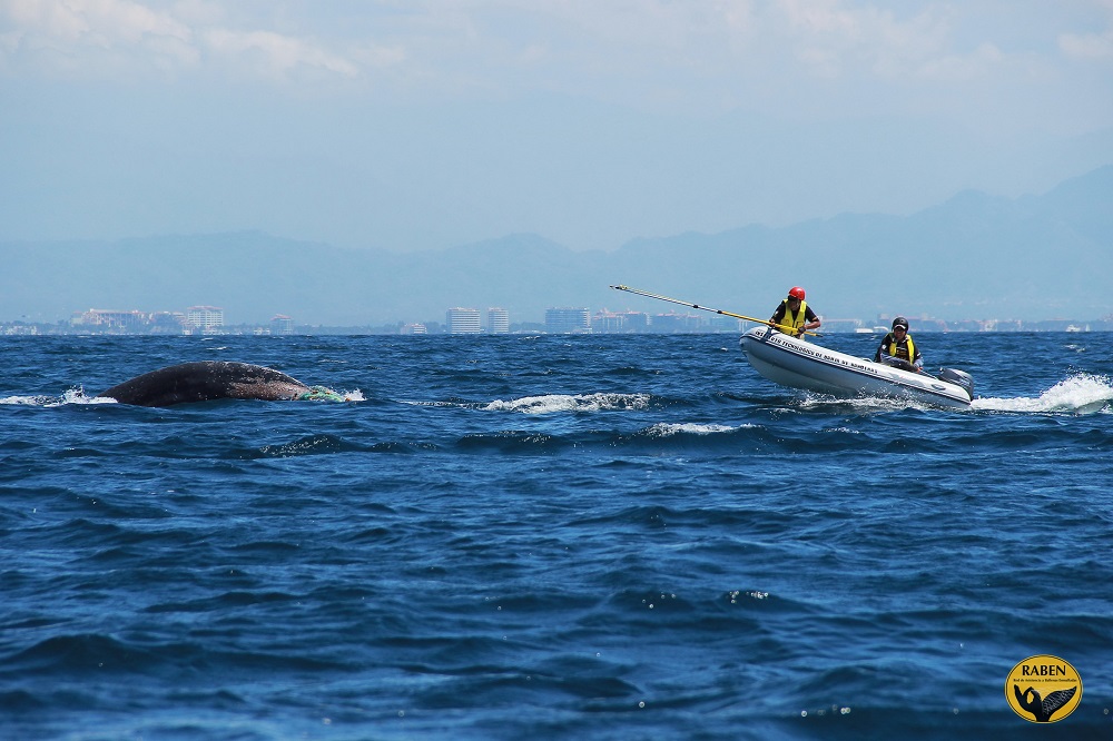 El pasado 26 de septiembre se publicó en el Diario Oficial de la Federación el aviso para dar a conocer la  temporada 2016-2017 para llevar a cabo actividades de observación de ballenas