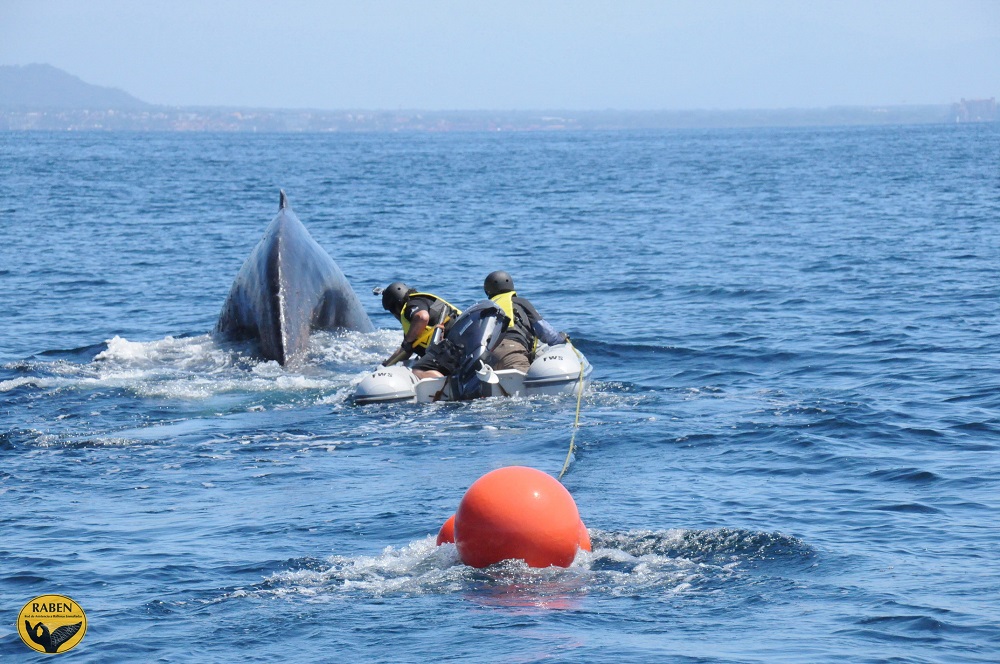 El Protocolo para la atención de ballenas enmalladas fue elaborado con base en las directrices establecidas por la Red Global de Respuesta a Enmallamientos de Grandes Ballenas.