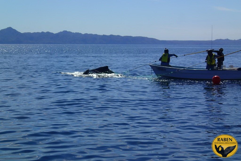 La Red Nacional de Asistencia a Ballenas Enmalladas tiene como objetivo contribuir a la conservación de las poblaciones de grandes ballenas