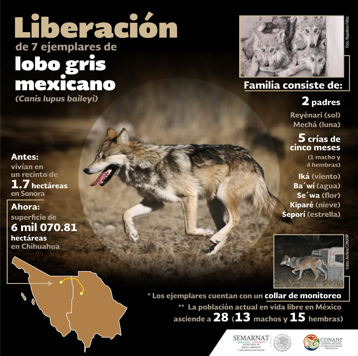 El regreso del lobo mexicano | Secretaría de Medio Ambiente y Recursos  Naturales | Gobierno 