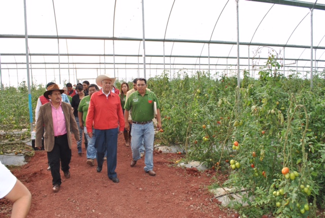 El Subsecretario de Desarrollo Agrario de la SEDATU realizó un recorrido por el invernadero de San Miguel Regla, donde se han producido 120 toneladas de jitomate.