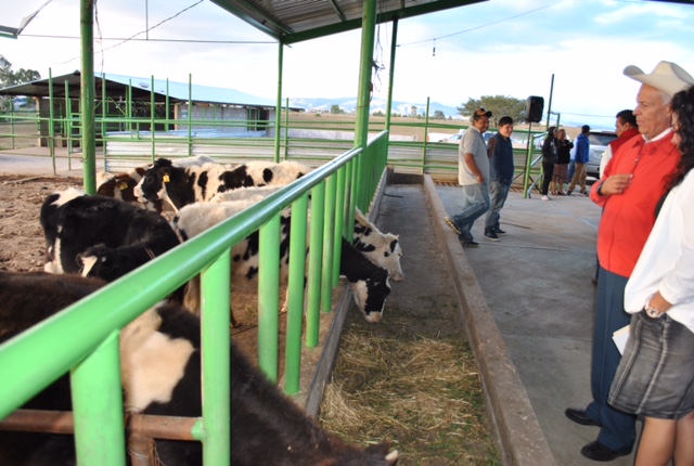 Cárdenas Monroy inauguró el proyecto de Producción de Leche de Ganado Bobino en los ejidos de Santo Domingo Agua Zarca y Tlaxocoyucan y en donde se realiza el manejo reproductivo mediante inseminación artificial.
