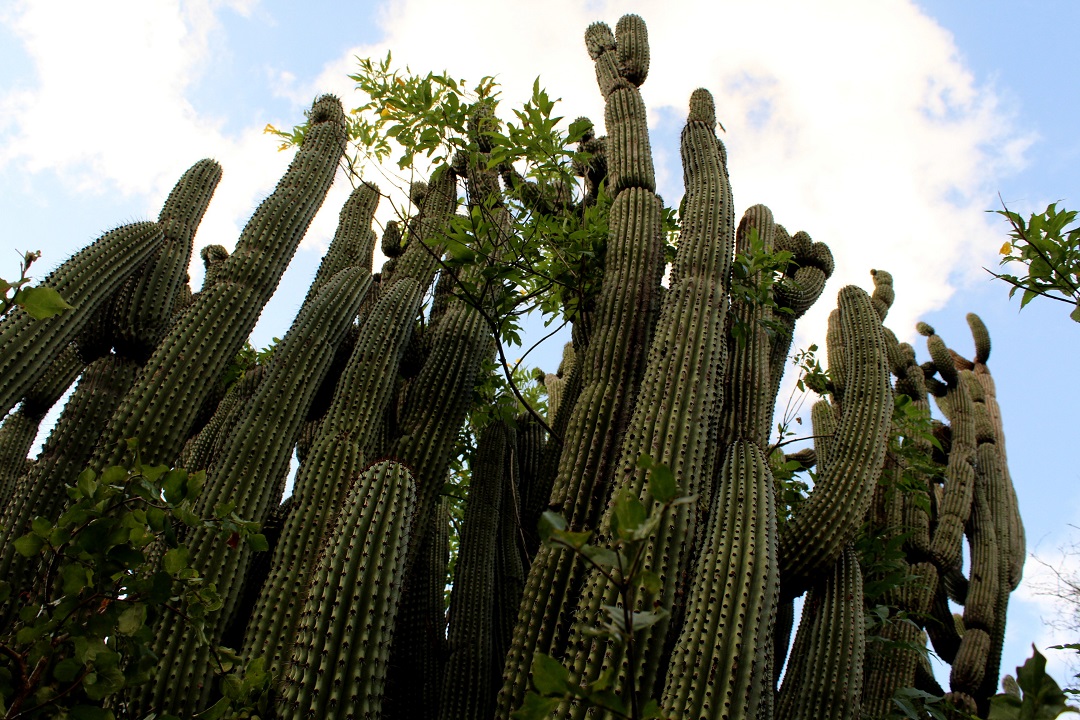 Ubicado en La Paz, Baja California Sur, se encuentra la especie de cactácea más grande del planeta: el cardón gigante columnar (Pachycereus pringlei). ¡Conócela!