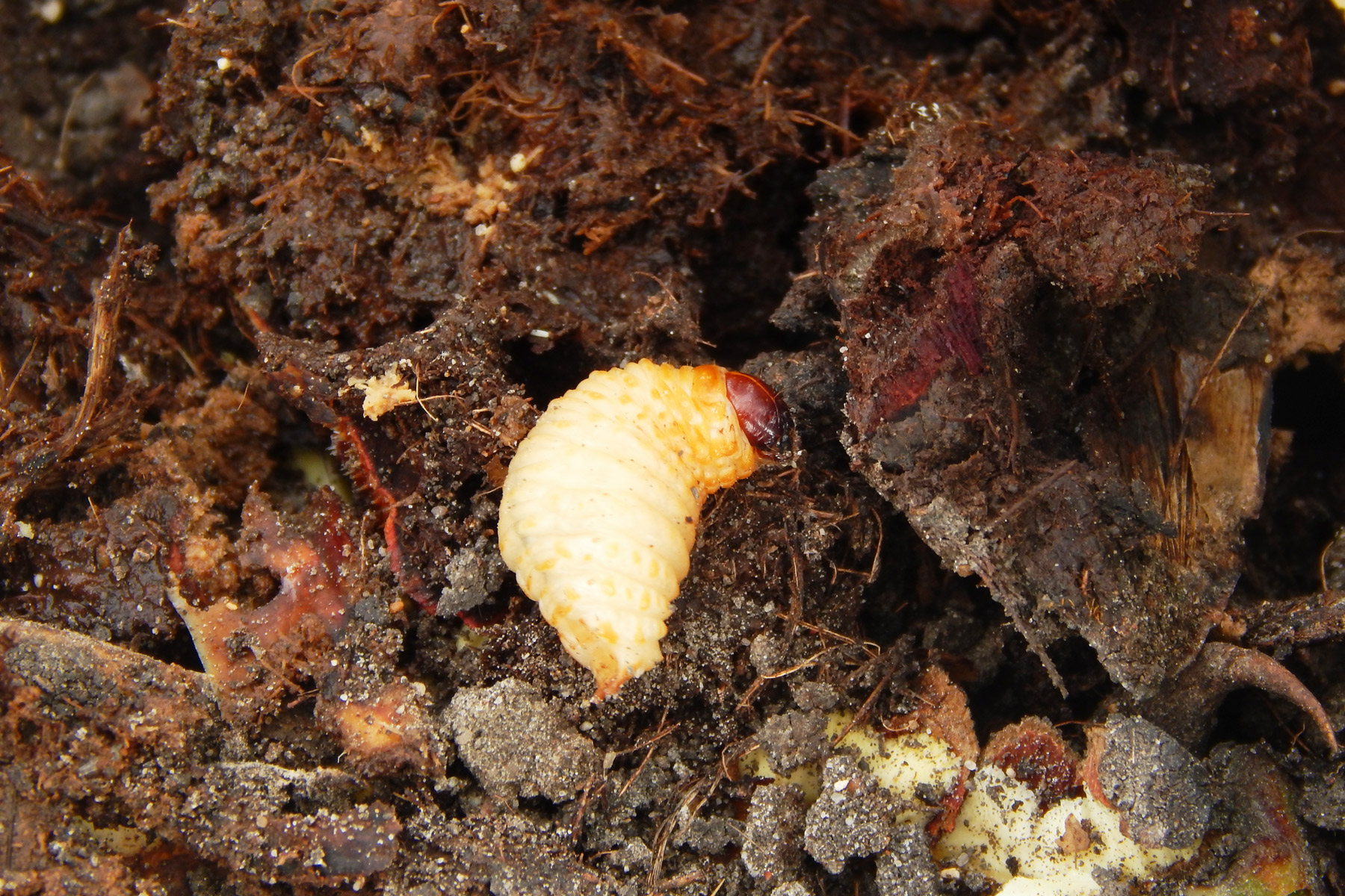 Larva de picudo