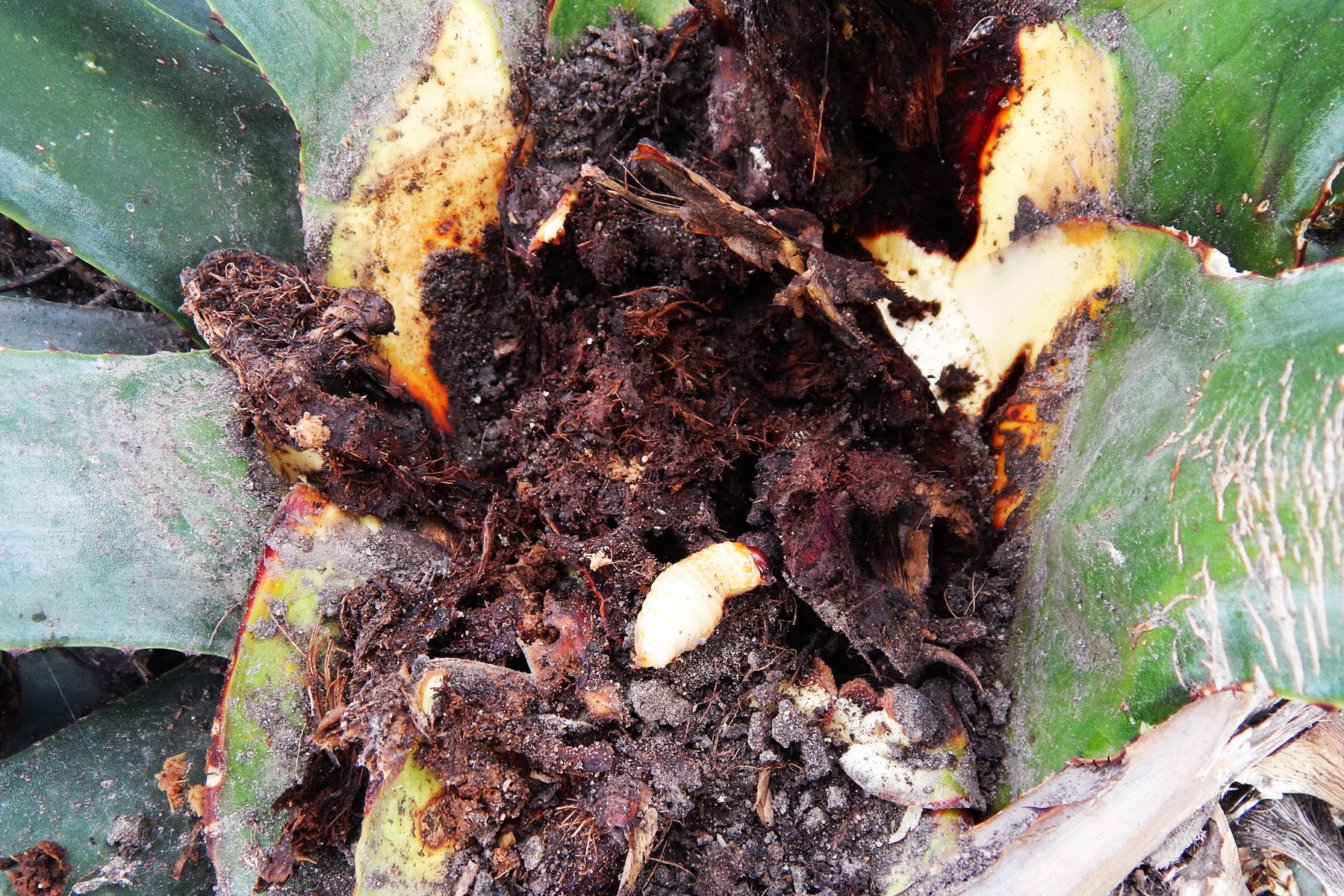 Larva de picudo y daños ocasionados al agave
