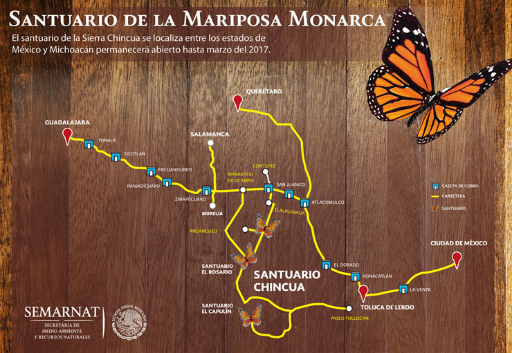 Conoce la belleza de la #mariposaMonarca | Secretaría de Medio Ambiente y  Recursos Naturales | Gobierno | gob.mx