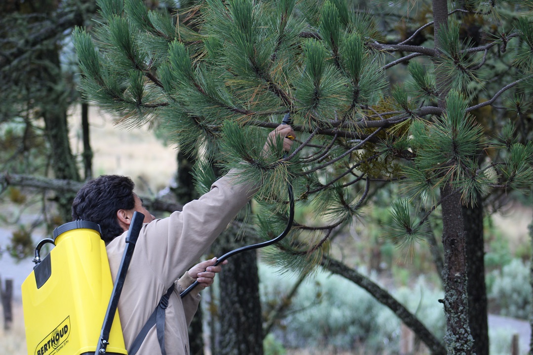 Para buscar alternativas en el control del muérdago, personal de Sanidad de la CONAFOR aplicó un producto orgánico a 30 árboles en el Nevado de Toluca, Edomex. El objetivo de la aplicación es evaluar la efectividad del producto llamado Liberador Integral de Muérdago.
