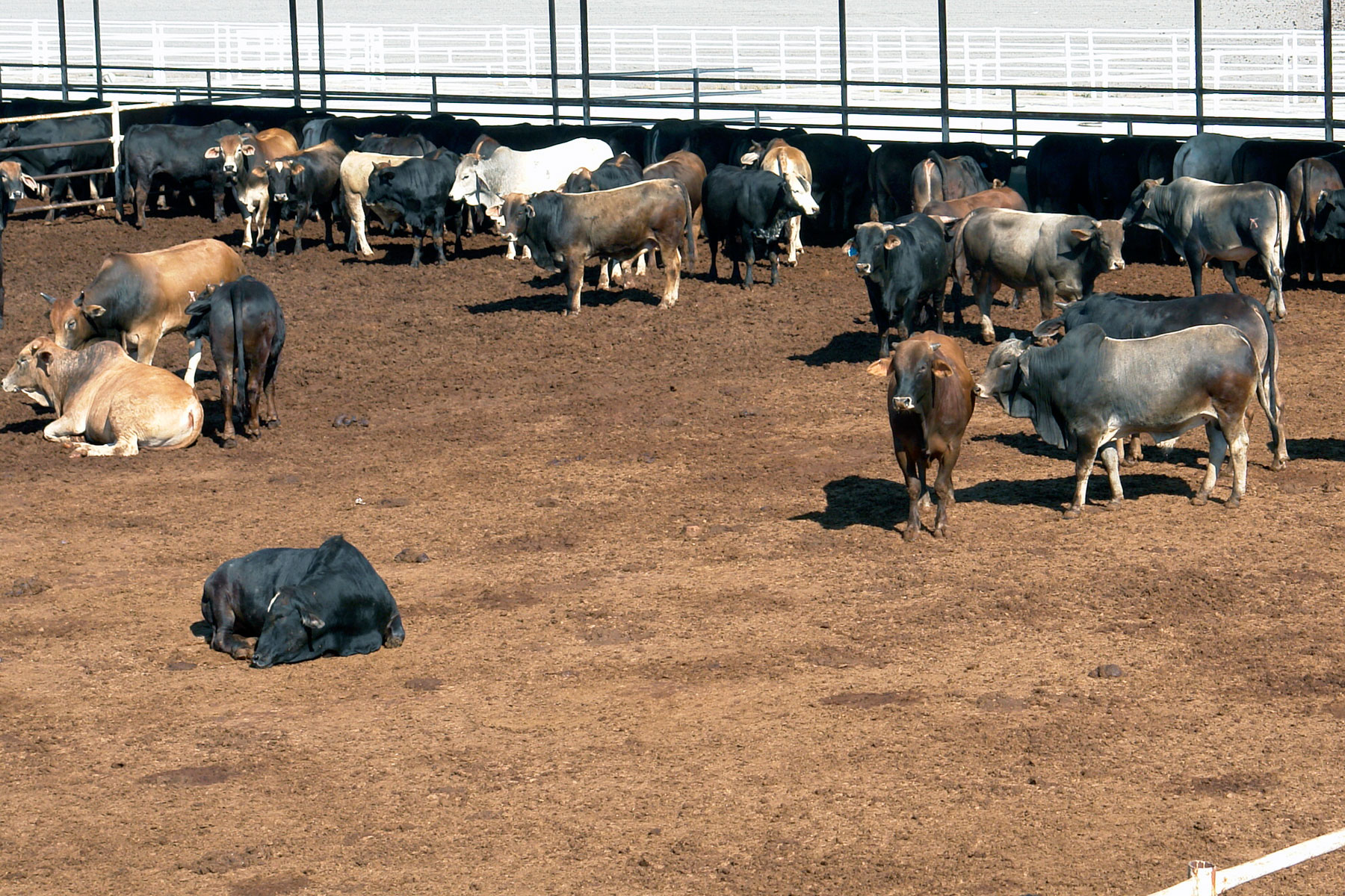 La producción nacional de carne de bovino durante 2015 fue de 3, 417,740 toneladas