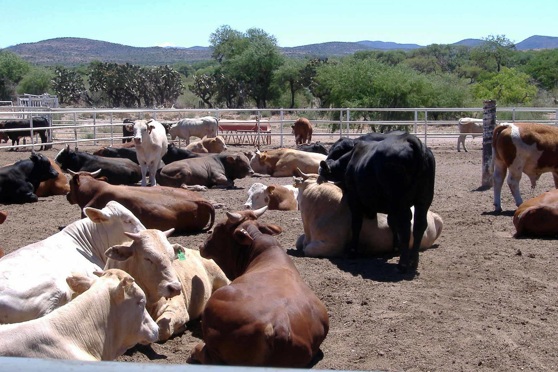 Sonora, es el estado con mayor exportación de bovinos en pie a los EU, durante  2016