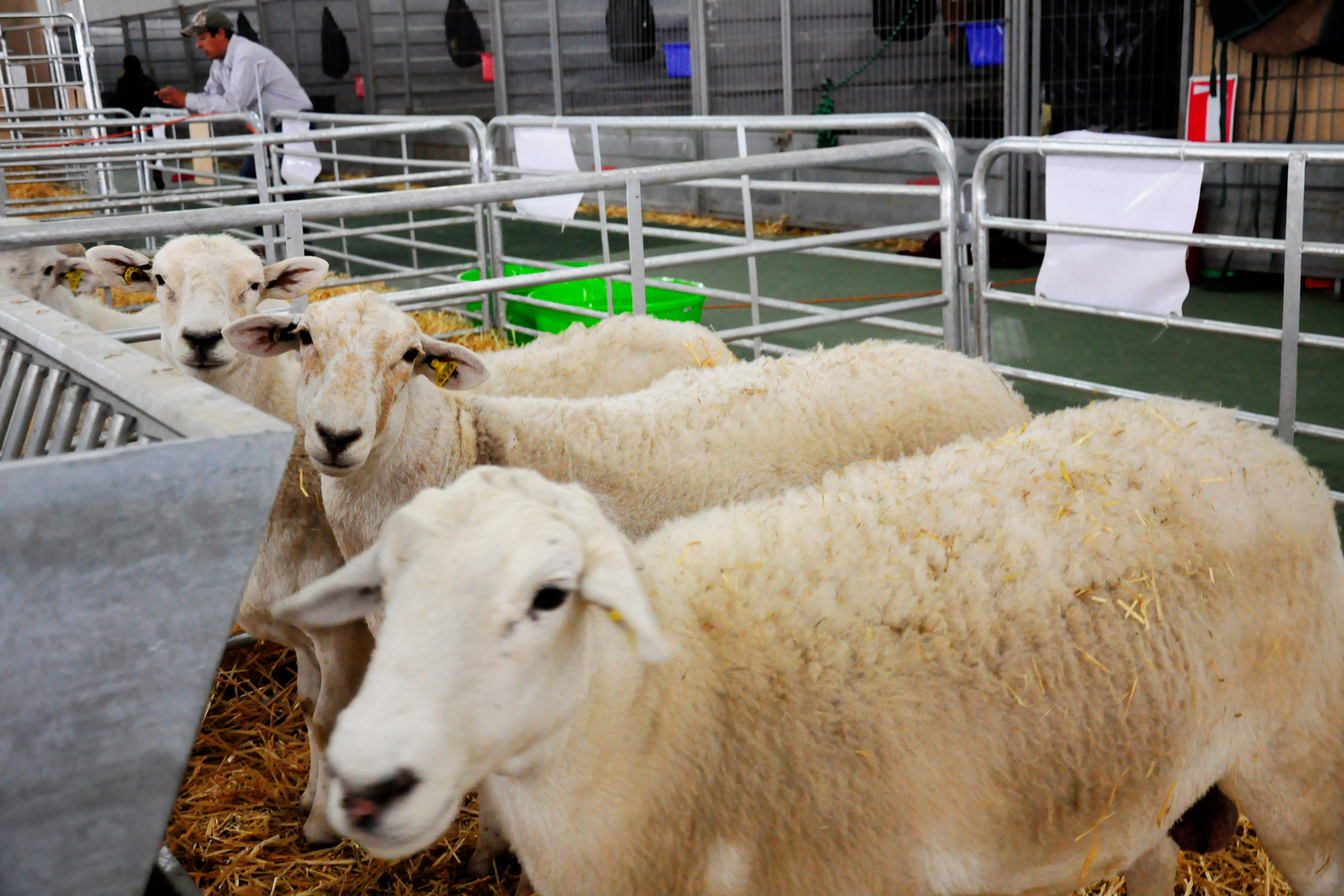 En 2015 se criaron 17.4 millones de ovinos y caprinos en México