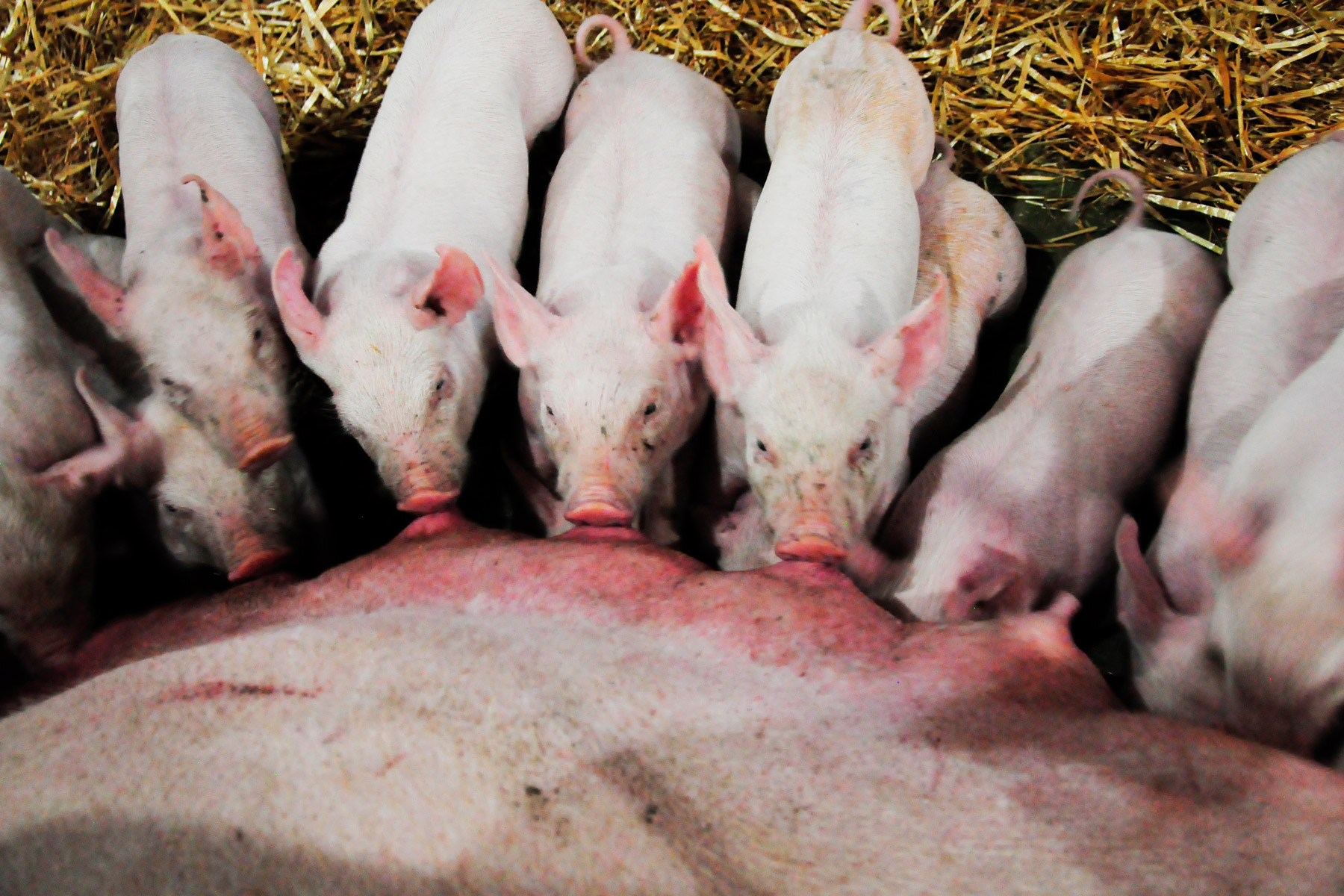 En 2015 se criaron 16.4 millones de porcinos en México, datos SIAP.