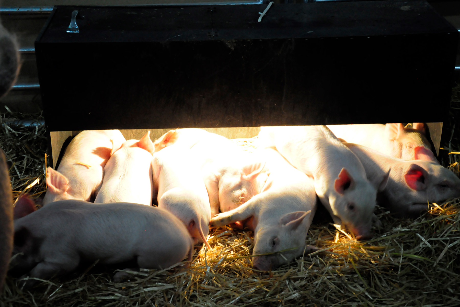 El consumo anual per cápita es de 16.3 kg en carne de porcino