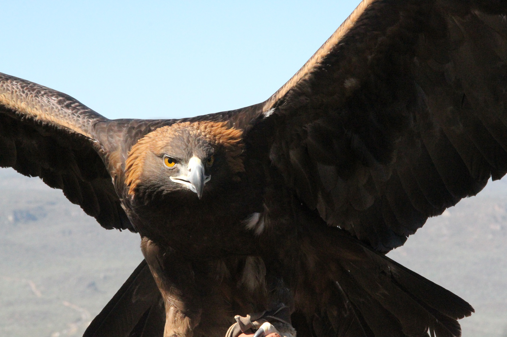 Águila real, símbolo y compromiso | Secretaría de Medio Ambiente y Recursos  Naturales | Gobierno 