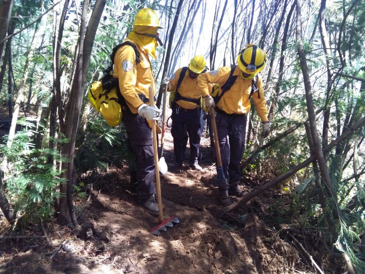 Los 58 técnicos y combatientes de la CONAFOR, enviados para prestar ayuda a Chile, participaron en el control de seis incendios forestales en la Región de la Araucanía.
