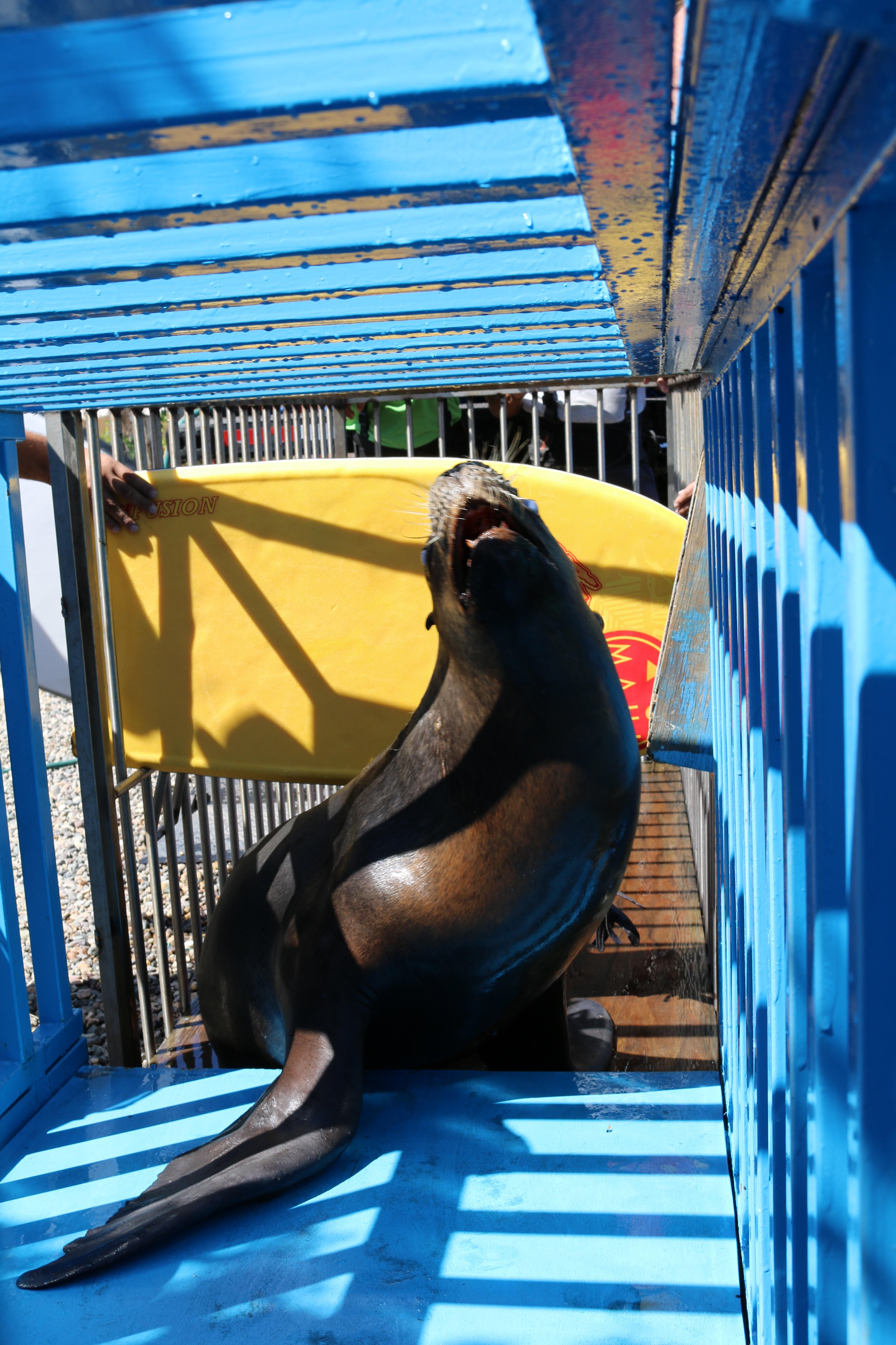La Procuraduría Federal de Protección al Ambiente (PROFEPA) y la Secretaría de Marina – Armada de México (SEMAR) realizaron el traslado de 3 ejemplares hembra de Lobo marino de Sudamérica (Otaria flavescens) al delfinario “Dolphin Discovery Vallarta”, en Nuevo Vallarta, Nayarit, los cuales se encontraban alojados en el Parque Acuático Atlantis de la Ciudad de México.