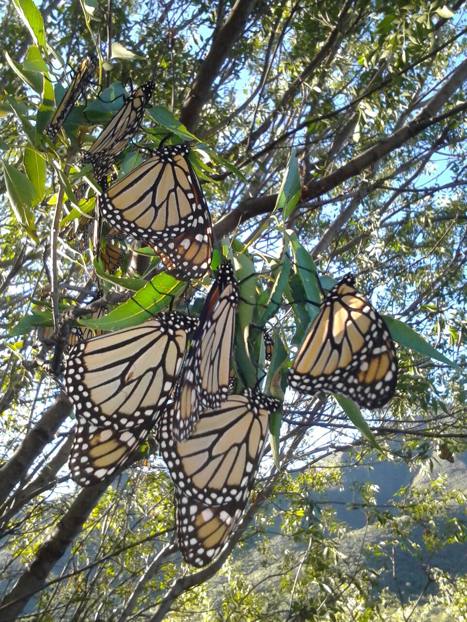 Con el Instituto de Ecología de la UNAM, se trabaja también para implementar el “Sistema LIDAR”, un modelo digital de tercera dimensión que permite conocer el número de individuos de mariposa Monarca
