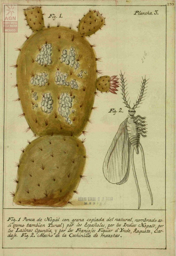 Copia  de Penca de nopal con grana copiada del natural.