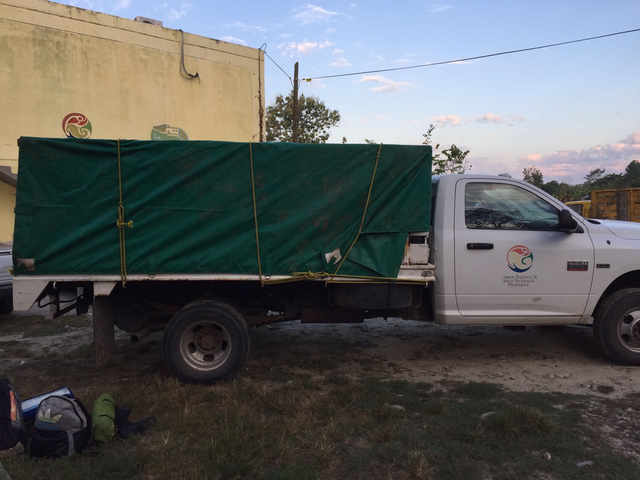 El cocodrilo fue transportado a las oficinas de la Reserva de la Biosfera la Encrucijada y hoy mismo será trasladado a una UMA (Unidad de Manejo Ambiental), del centro del estado de Chiapas.