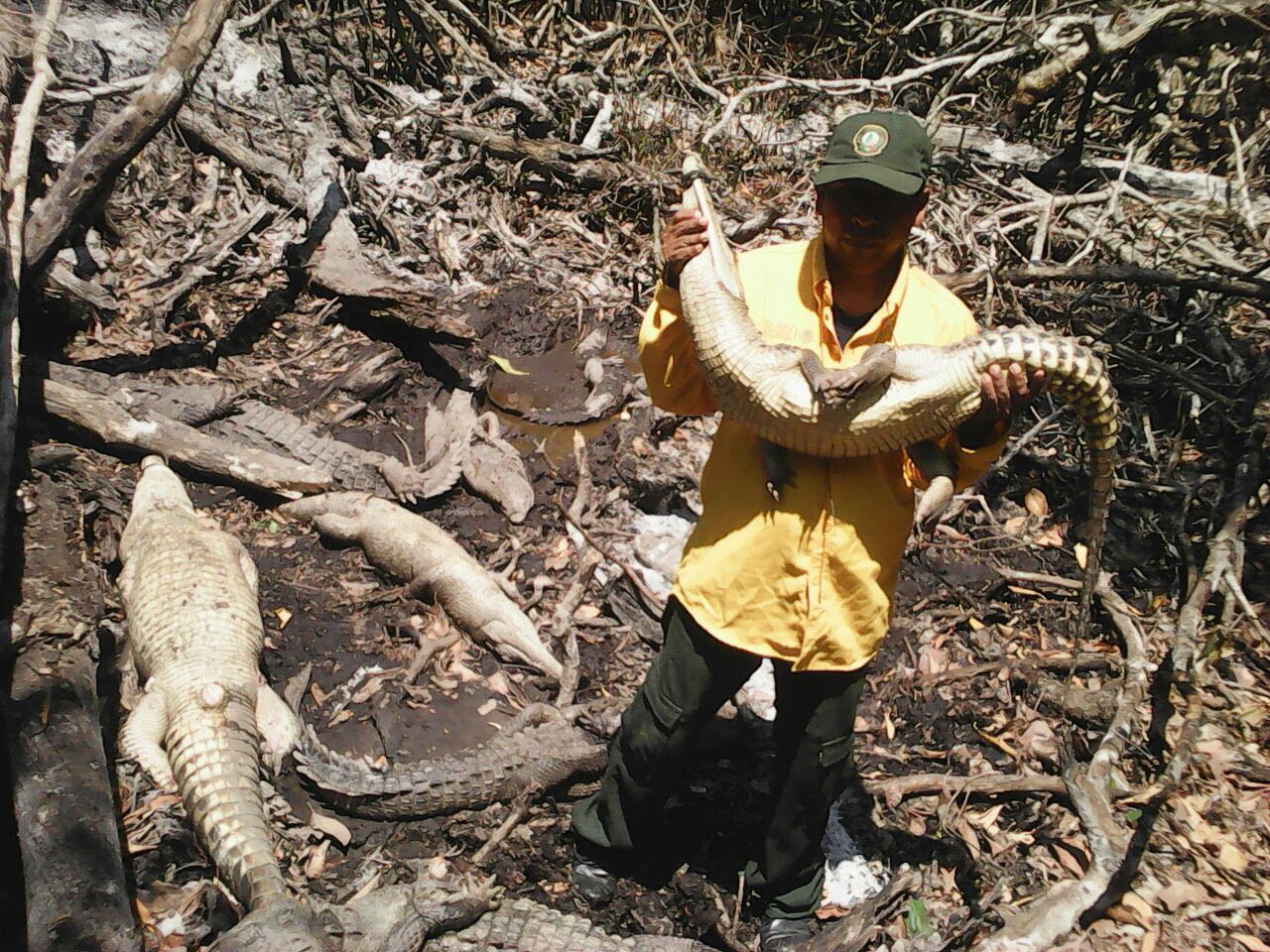 La CONANP y la PROFEPA, en Chiapas, lograron la recuperación de 34 ejemplares de reptiles (cocodrilo y caimán) 