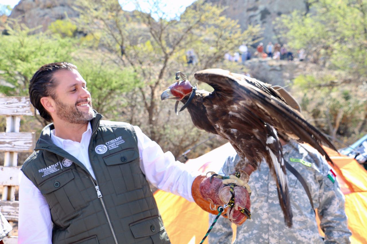 La Comisión Nacional de Áreas Naturales Protegidas y el Gobierno del estado de Aguascalientes liberaron un ejemplar macho de águila real. Foto Napoleón Fillat