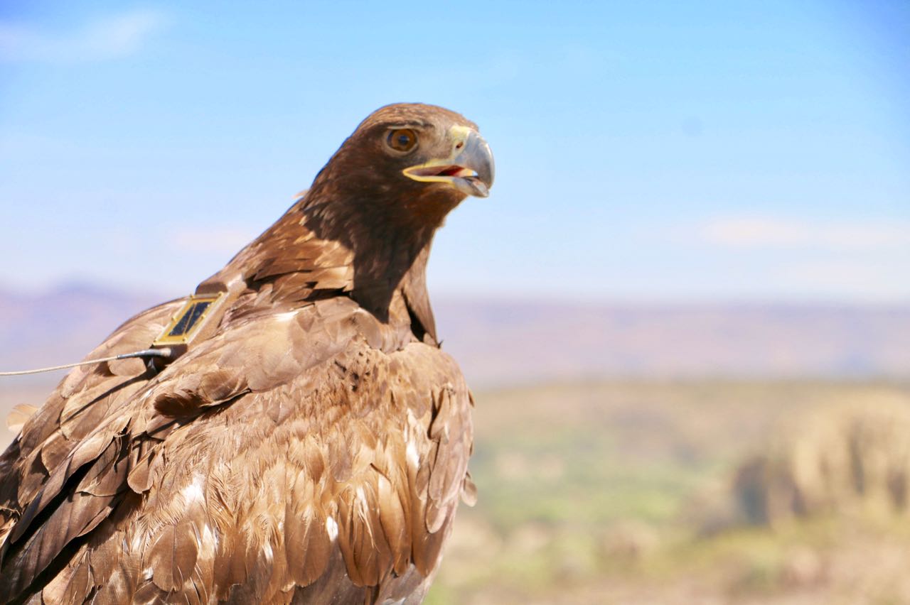 El ave fue hallada en octubre de 2016, en San Felipe, Guanajuato. Estaba enferma y presentaba signos de deshidratación, al igual que ectoparásitos externos. Napoléon Fillat.