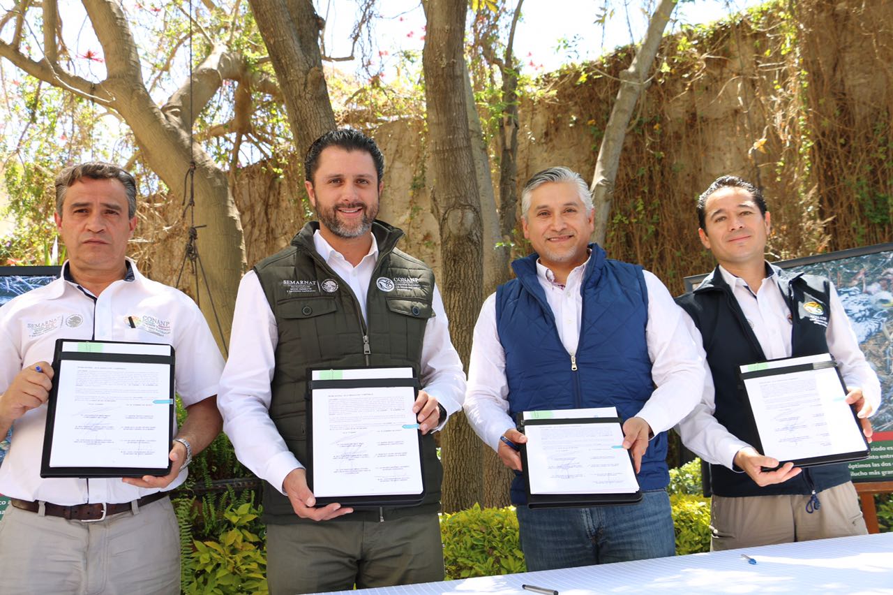 El convenio promoverá la realización de acciones conjuntas para la conservación del águila real y de las Áreas Naturales Protegidas que existen en ese estado. Foto Napoleón Fillat.