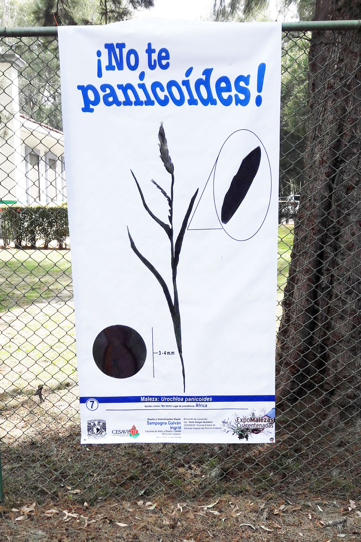 Maleza: Urochloa panicoides /Lugar de procedencia: África