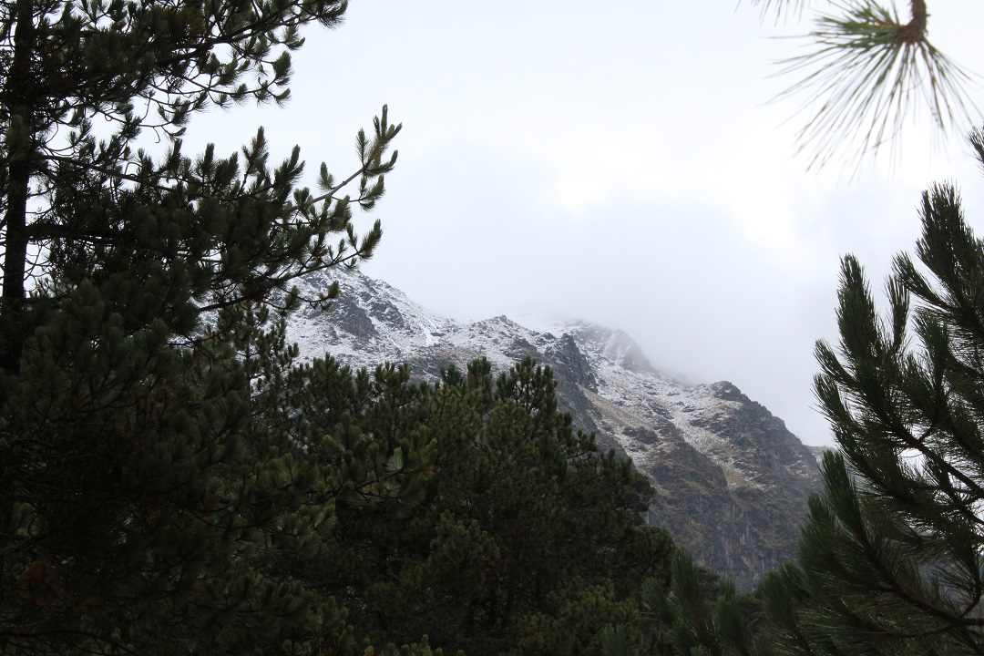 La existencia de la Rosa de las Nieves depende de la conservación de los bosques que tienen el estatus de Área de Protección de Flora y Fauna.  Para ello, de 2014 a 2016, la Comisión Nacional Forestal (CONAFOR) ha trabajado en la restauración de 7 mil 65 hectáreas del Nevado de Toluca.