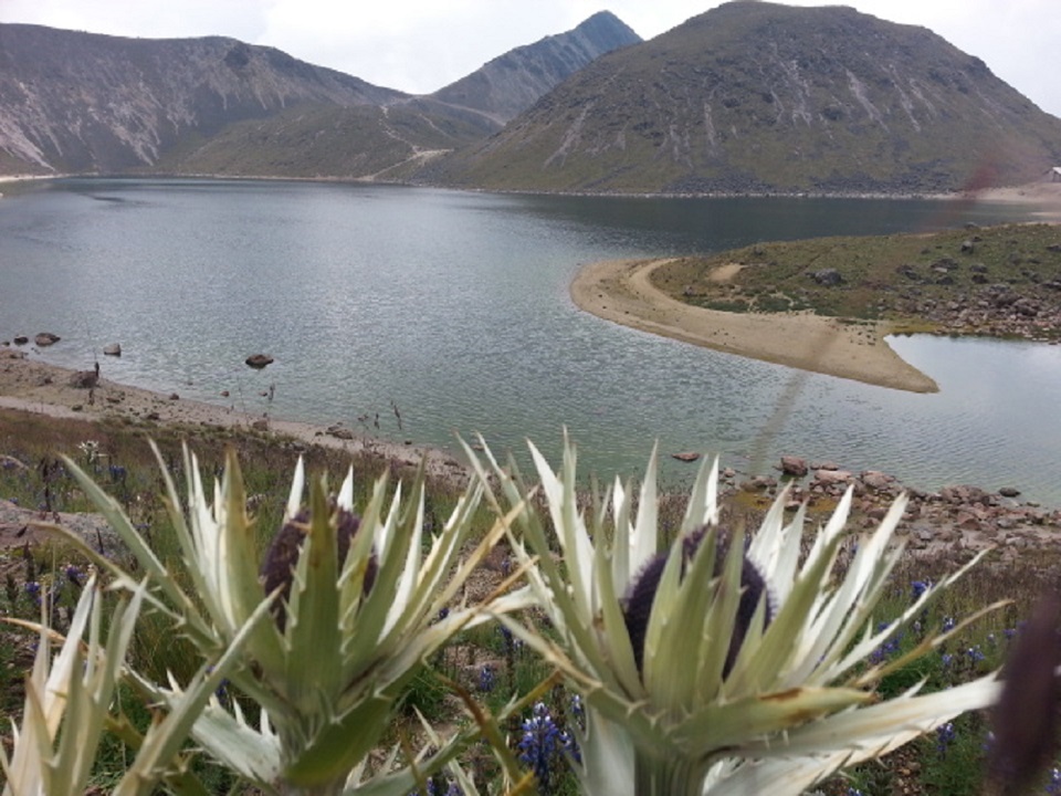 La Rosa de las Nieves es una de las 627 especies de flora que habitan en el Nevado de Toluca, de las cuales, 52 se consideran endémicas y nueve están listadas bajo alguna categoría de riesgo en la Norma Oficial Mexicana NOM-059-SEMARNAT-2010.