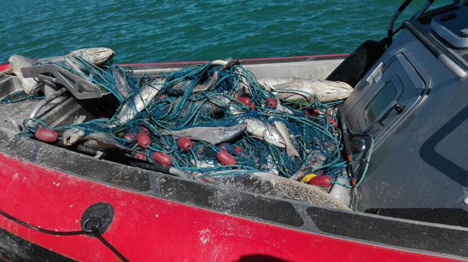 La PROFEPA redoblará acciones de inspección y vigilancia para la protección de la vaquita marina (Phocoena sinus) y pez totoaba (Totoaba macdonaldi) en el Área Natural Protegida Reserva de la Biosfera Alto Golfo de California y Delta del Río Colorado.

A dos años de la estrategia del gobierno federal para la recuperación de la vaquita marina, se han asegurado 15 barcos, 182 lanchas, 40 vehículos.

903 artes de pesca ilegales han sido extraídas del mar y encontradas 272 totoabas y 4 vaquitas marinas; además de una cría de vaquita marina entregada.

La vigilancia en el Alto Golfo de California puede ser una de las mayores operaciones a nivel mundial para la protección de especies en riesgo como la vaquita marina y la totoaba.

174 personas han sido acusadas ante el Ministerio Público Federal por la realización de actividades ilícitas, ya sea de tráfico, no autorizadas o no permitidas.