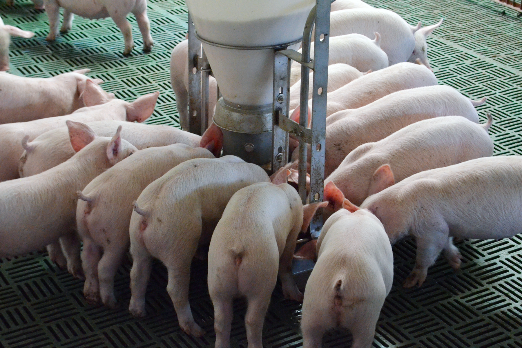 Los porcicultores mexicanos prevén un crecimiento de 50 mil vientres para 2017