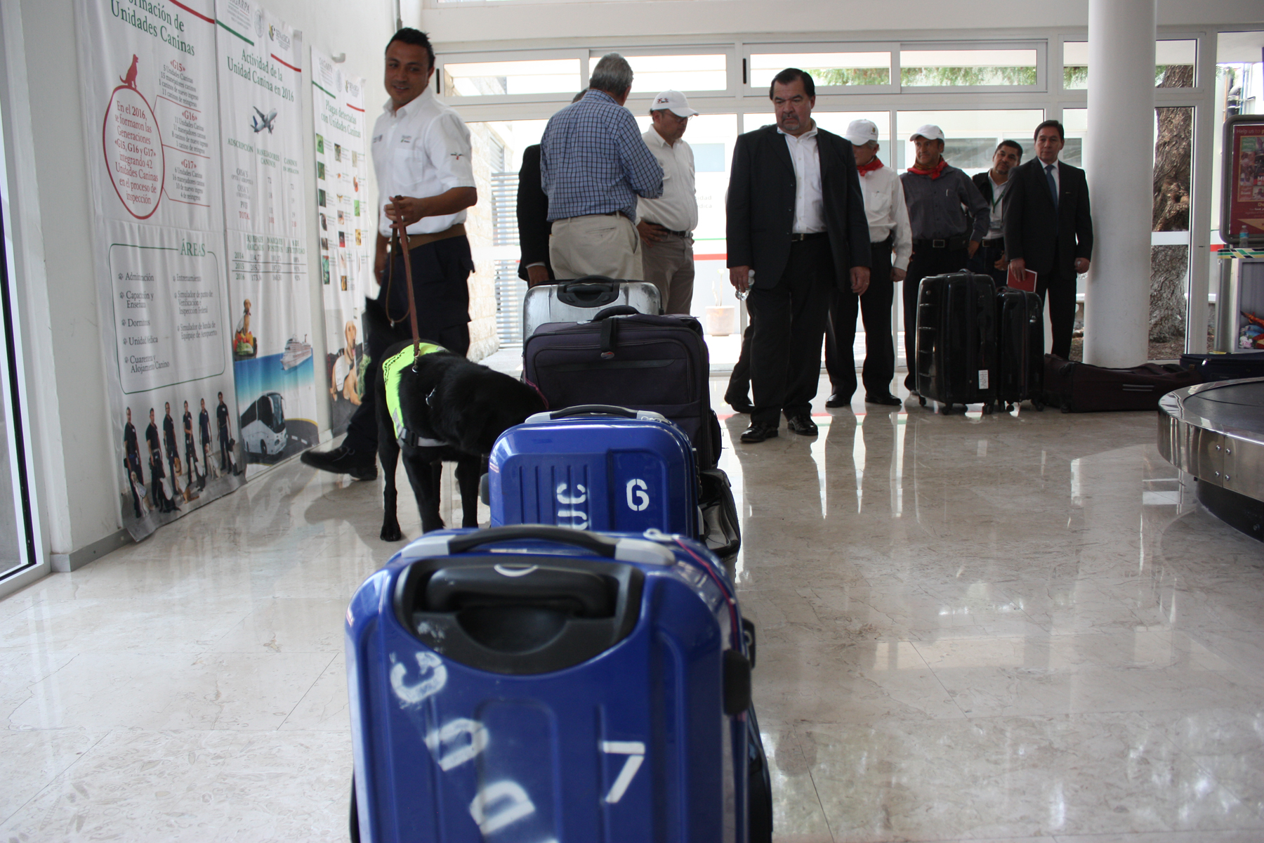 Alfred Almanza observa como los perros revisan equipajes en las terminales aéreas