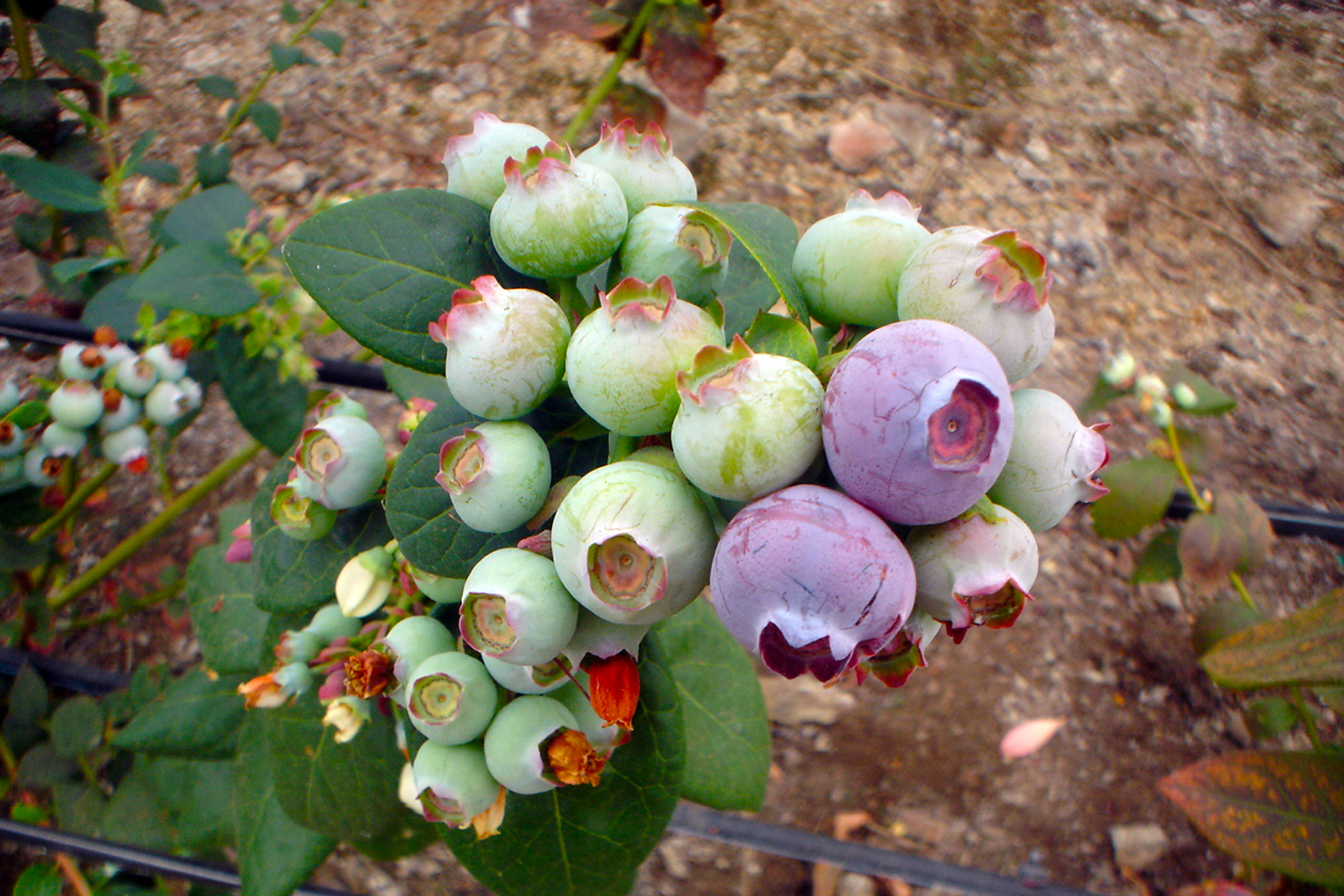 Las berries o “frutillas” destacan por su reducido tamaño, sus colores vistosos y sabores únicos 