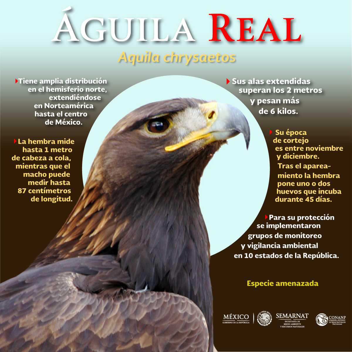 Conoce al Águila Real, símbolo nacional | Comisión Nacional de Áreas  Naturales Protegidas | Gobierno 
