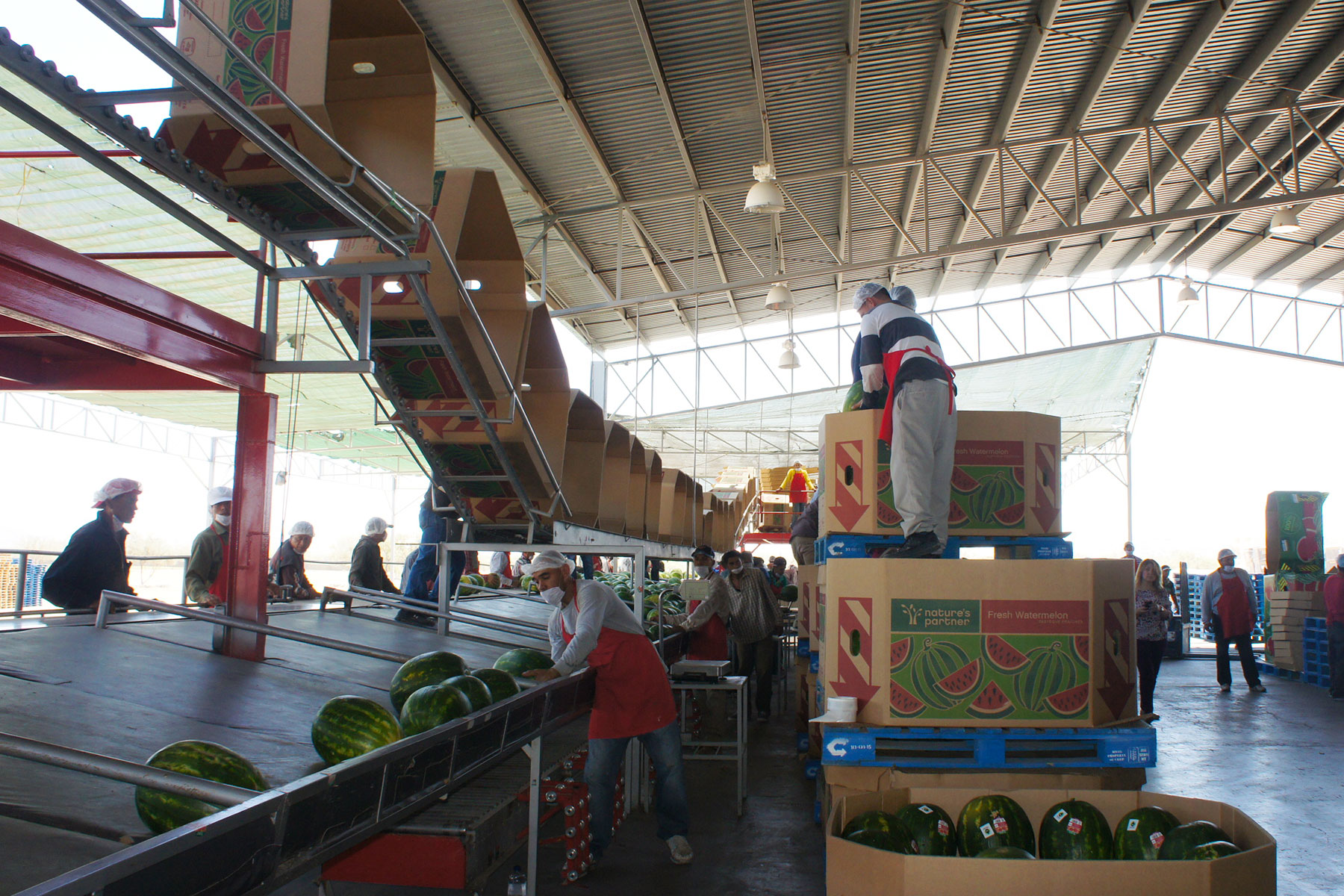 Casi el total de las exportaciones de sandía mexicana tienen como destino los EUA