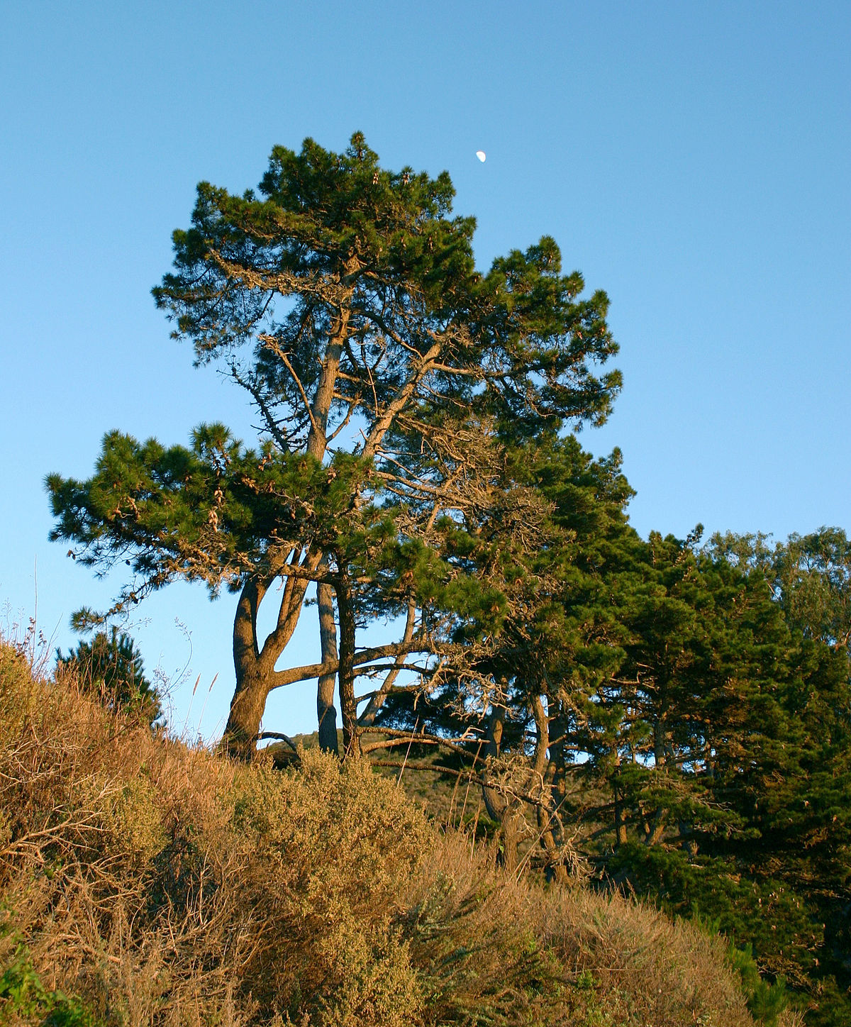 Pinos (Pinus radiata binata)
Islas.