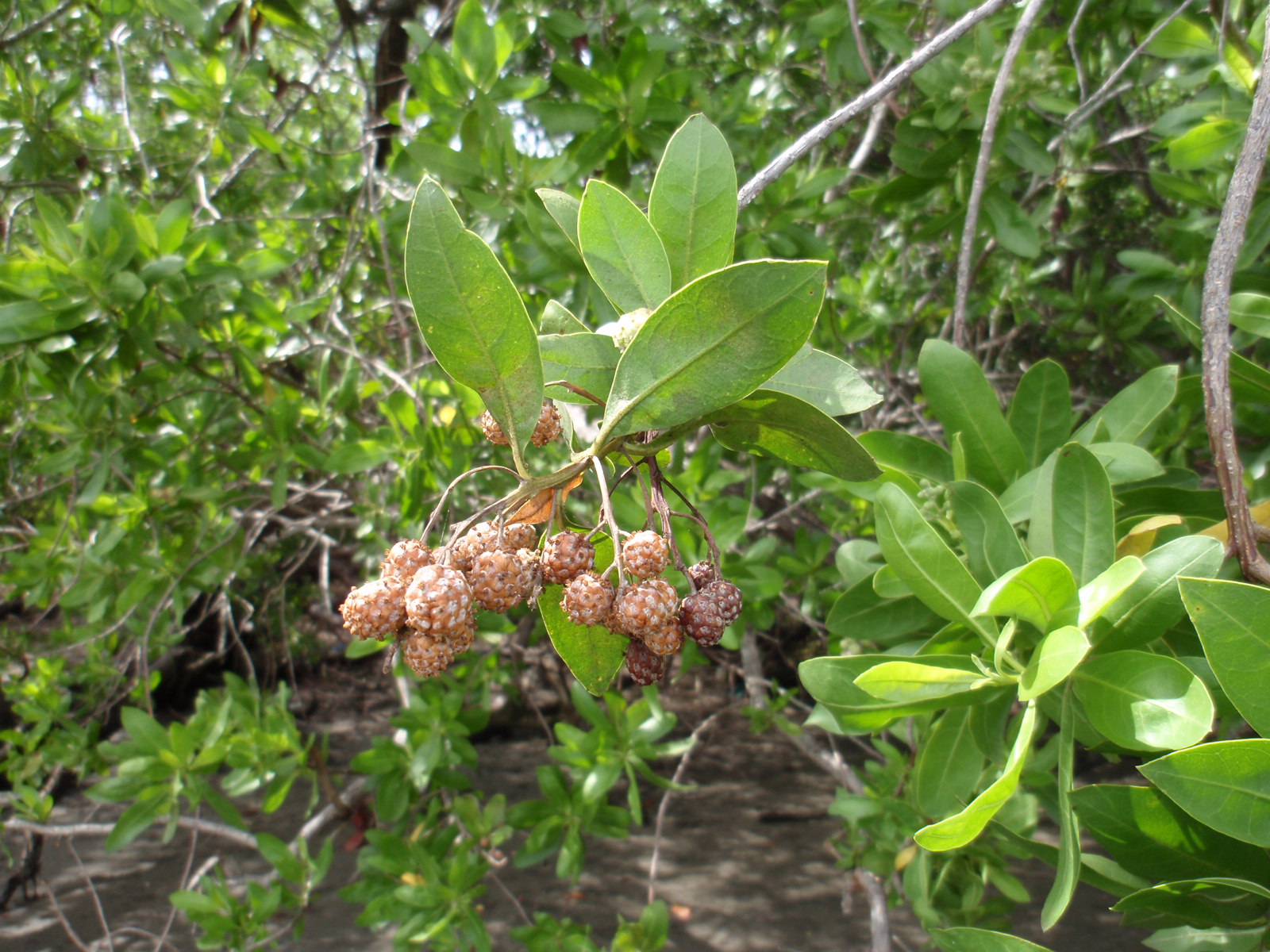 Conocarpus erectus
Manglares. 