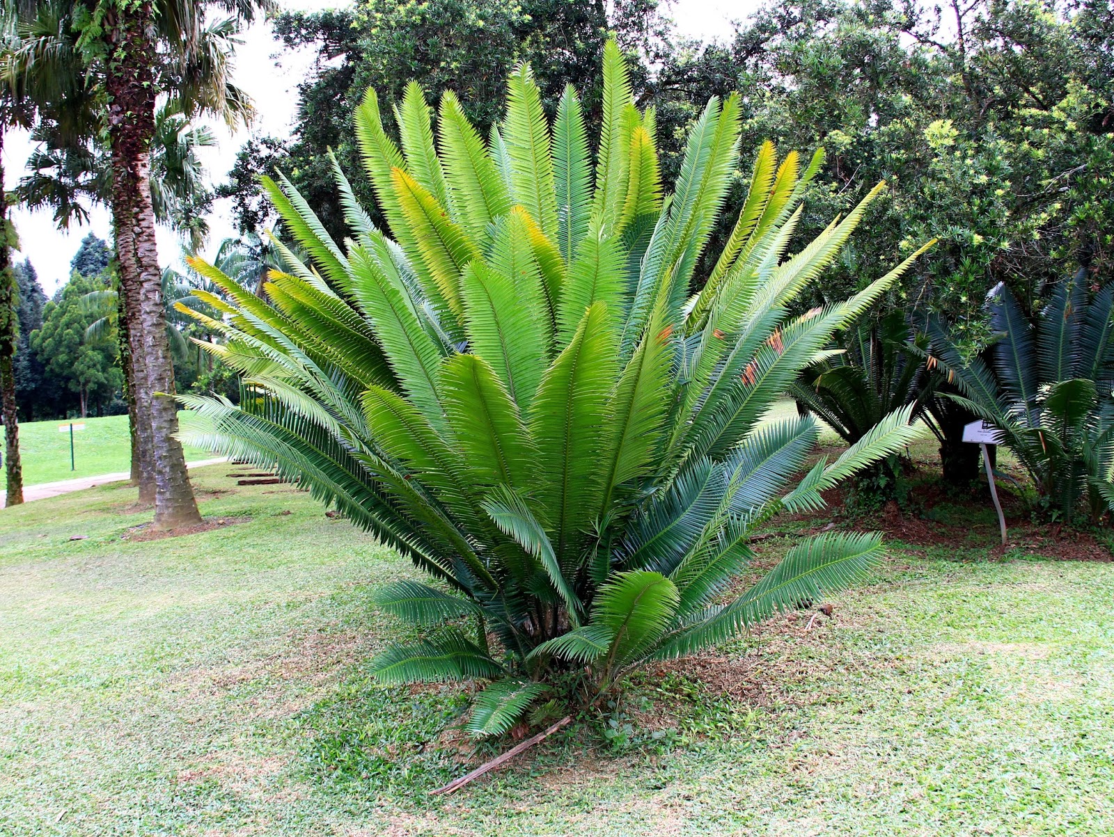 Dioon spinulosum
Selva alta perennifolia. 