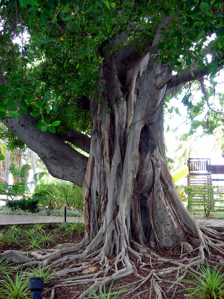 Matapalo (Ficus spp.)
Selva húmeda. 