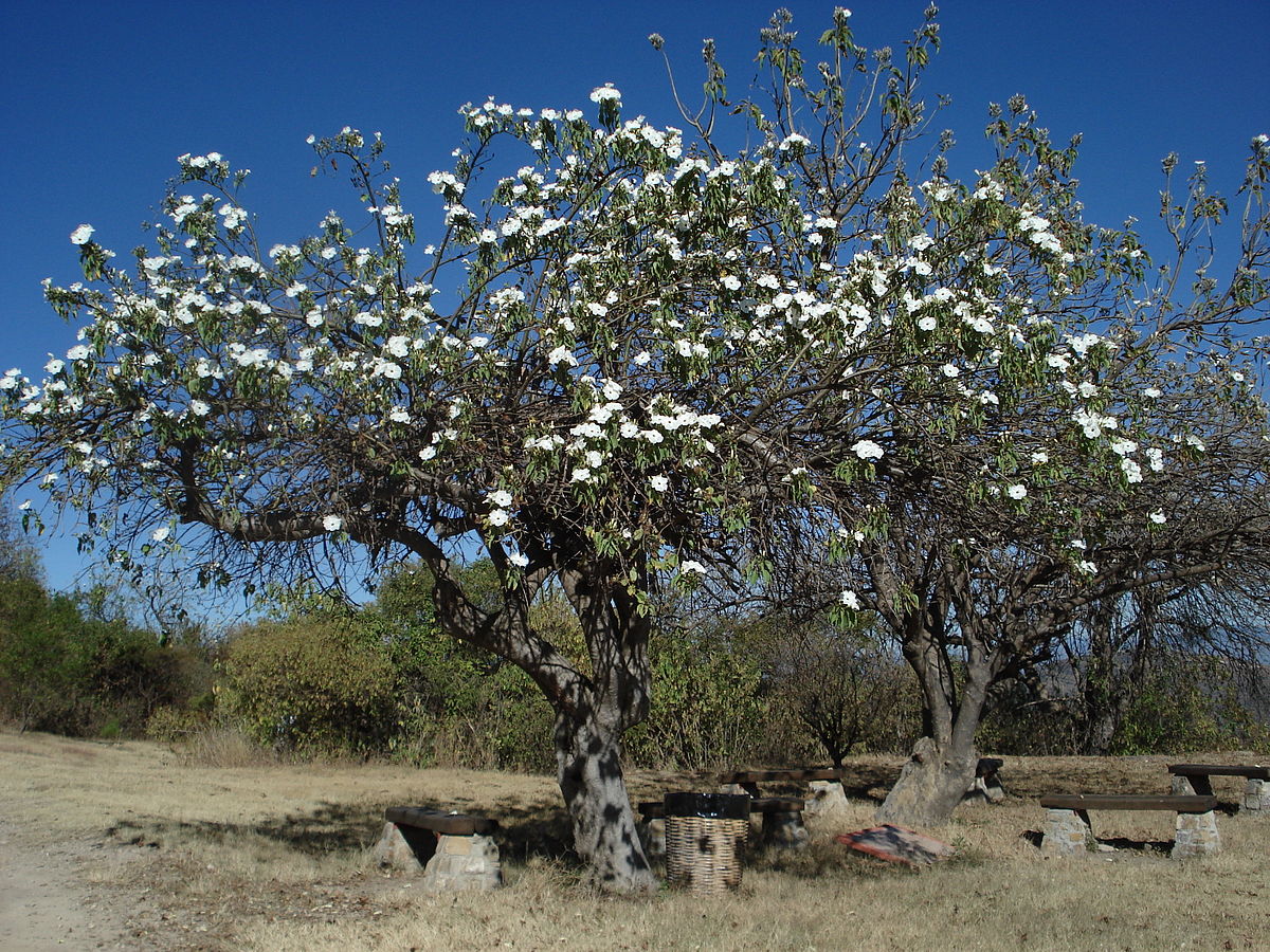 Cazahuate (Ipomoea spp.)
Selvas secas. 