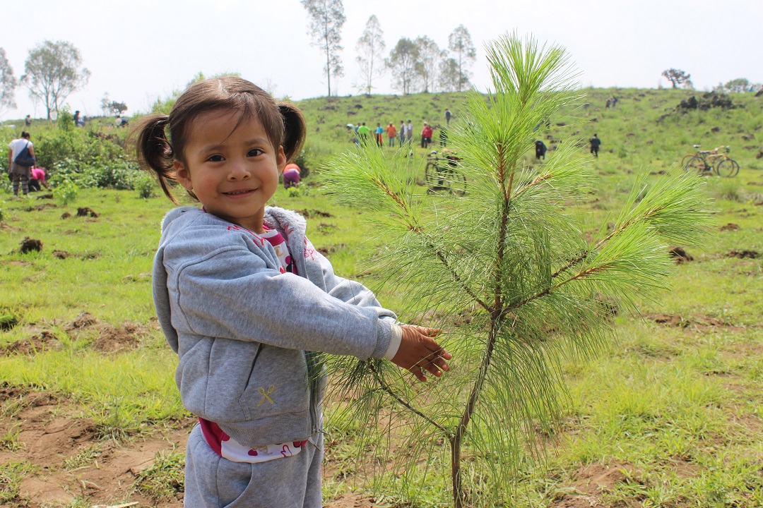 En el Estado de México realizamos una jornada de reforestación en el ejido Santiago Zula, municipio de Temamatla, en donde se plantaron tres mil árboles de pino greggii. Participaron ejidatarios, voluntarios y brigadas de sanidad forestal de los municipios de Temamatla, Ayapango y Cocotitlán.