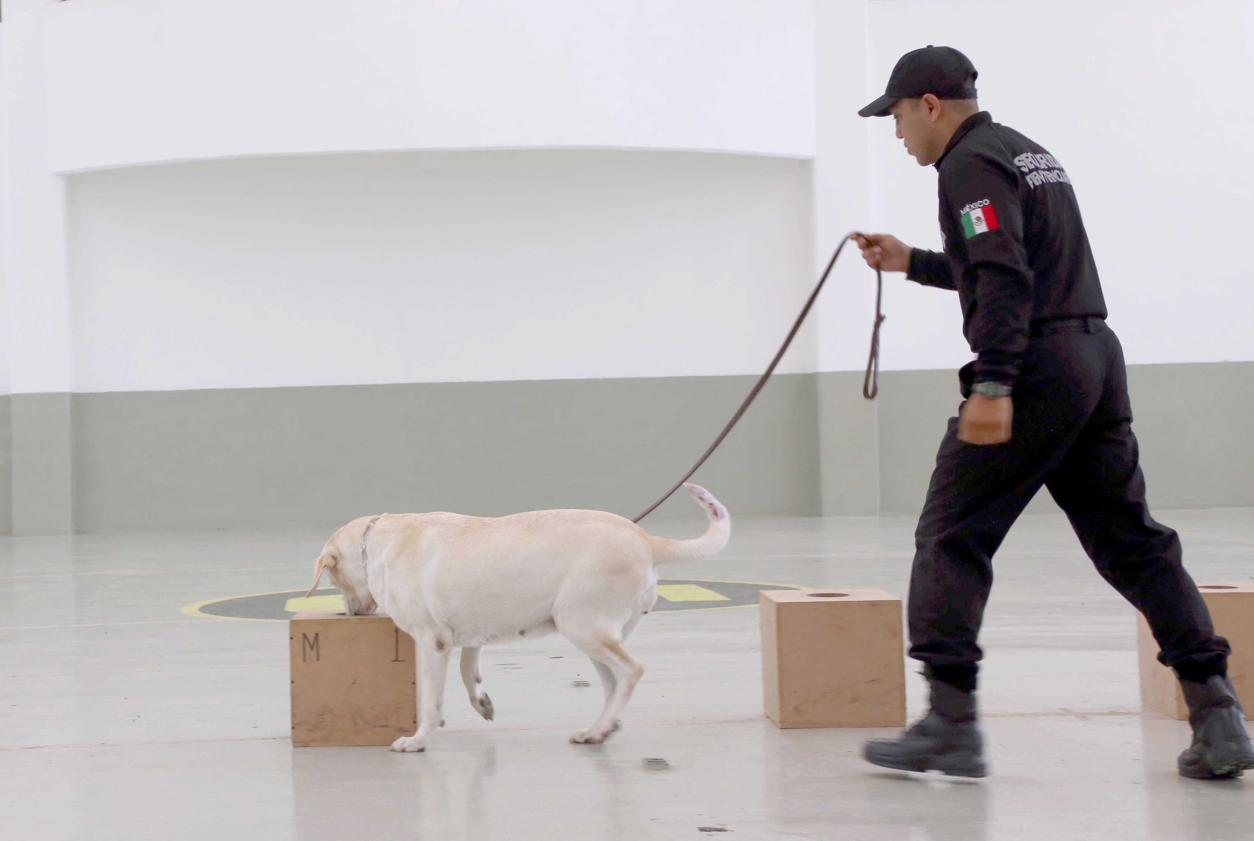 Los caninos están especializados principalmente en detección de narcóticos, explosivos y restos humanos, cuyo despliegue es en diferentes puntos al interior 